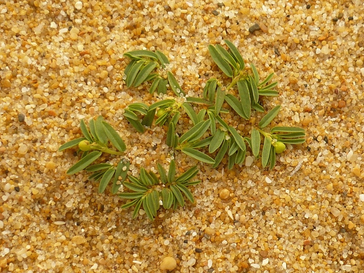 Euphorbia polygonifolia (Euphorbiaceae)